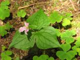 Purple Trillium Purple Trillium